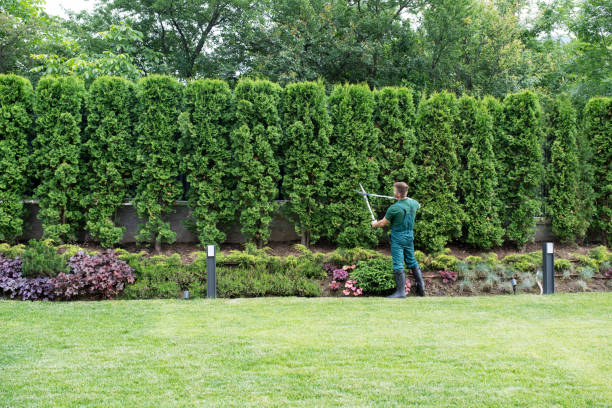 Leaf Removal in Pacific, WA